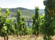 6-8-2015 - Udsigten over vinmarkerne til Mosel og broen igen.